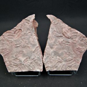 Placa de mortalidad de trilobites