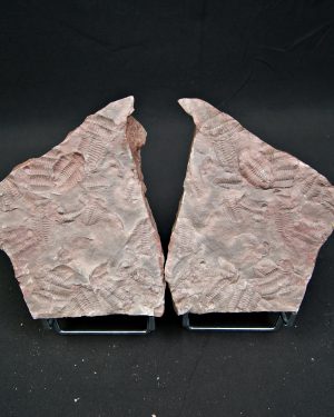 Placa de mortalidad de trilobites