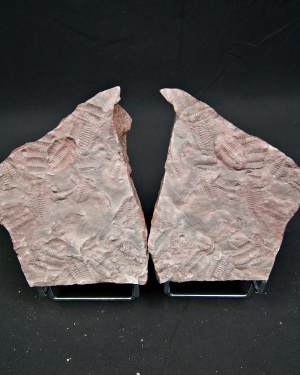 Placa de mortalidad de trilobites