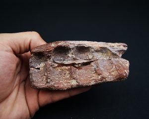 Mandíbula fósil de Spinosaurus