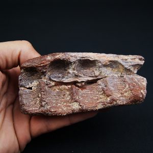 Mandíbula fósil de Spinosaurus