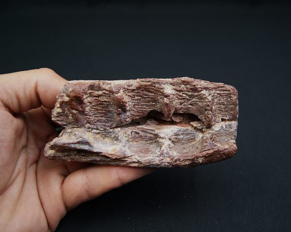 Mandíbula fósil de Spinosaurus