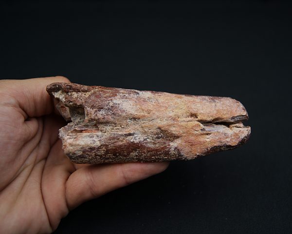 Mandíbula fósil de Spinosaurus