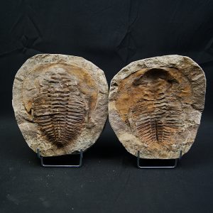 Trilobite Cambropallas telesto