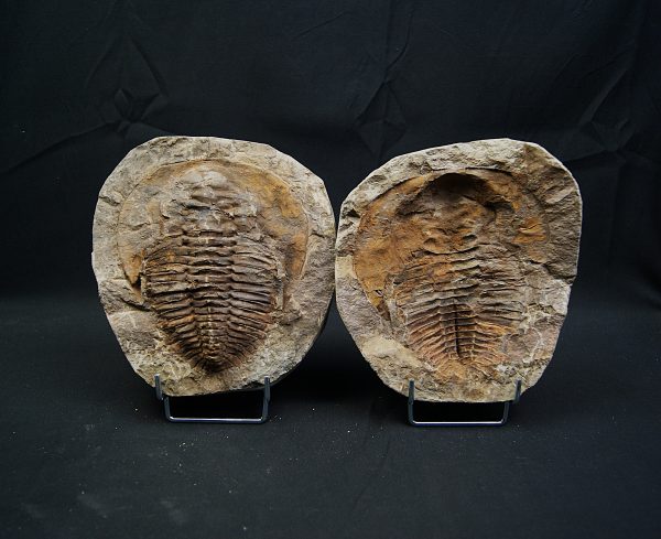 Trilobite Cambropallas telesto