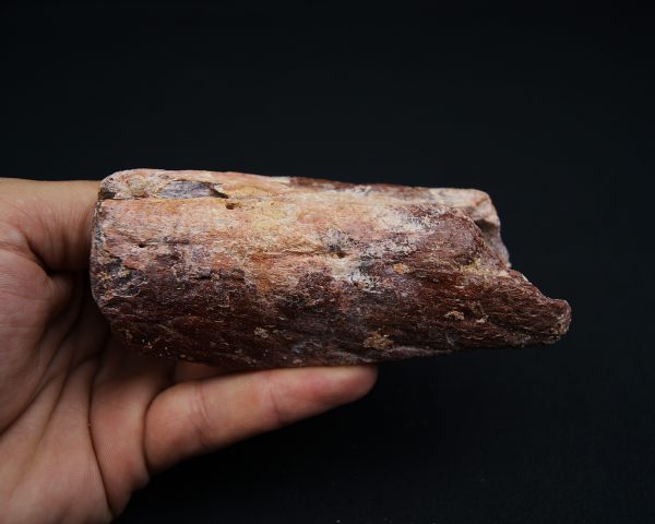 Mandíbula fósil de Spinosaurus