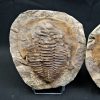Trilobite Cambropallas telesto
