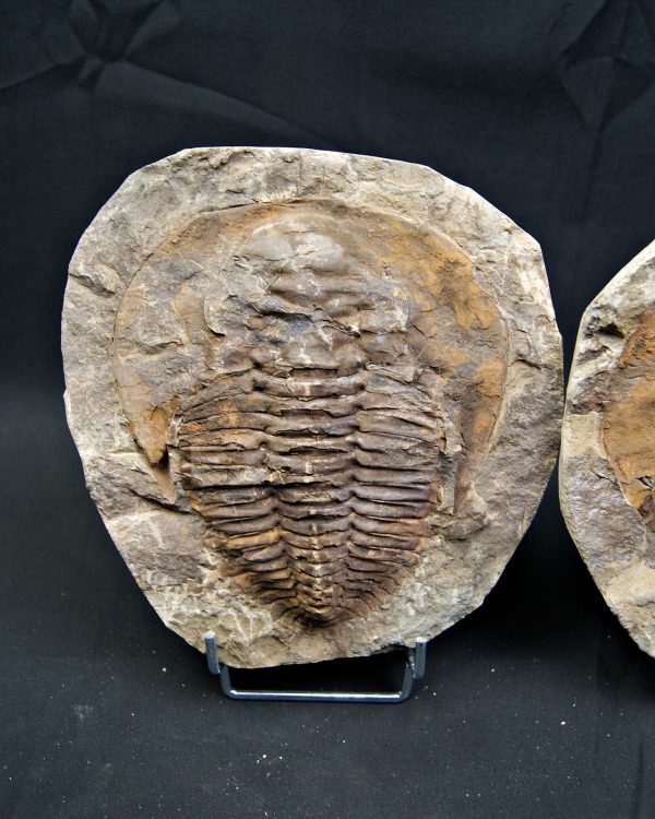 Trilobite Cambropallas telesto