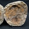 Trilobite Cambropallas telesto
