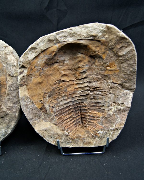 Trilobite Cambropallas telesto