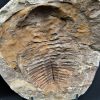 Trilobite Cambropallas telesto