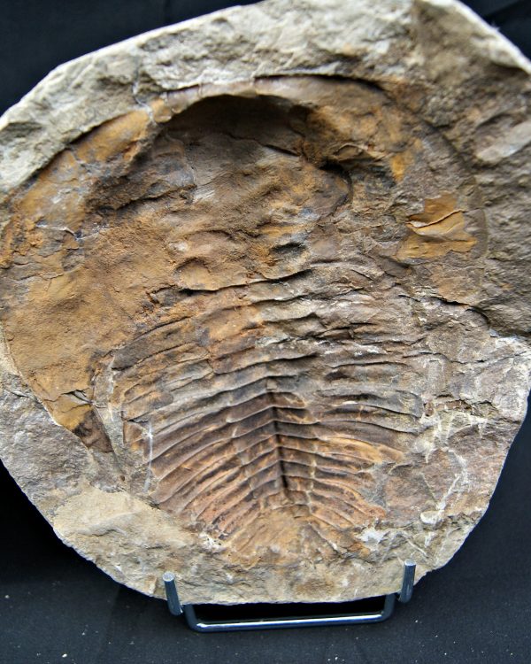 Trilobite Cambropallas telesto