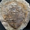 Trilobite Cambropallas telesto