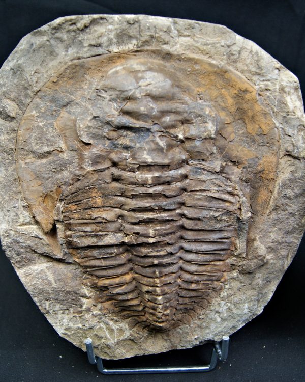 Trilobite Cambropallas telesto