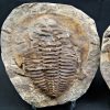 Trilobite Cambropallas telesto