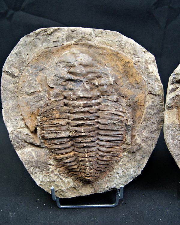 Trilobite Cambropallas telesto