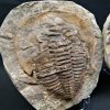Trilobite Cambropallas telesto