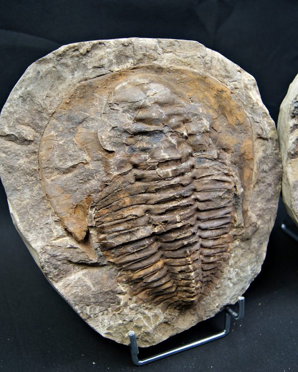 Trilobite Cambropallas telesto