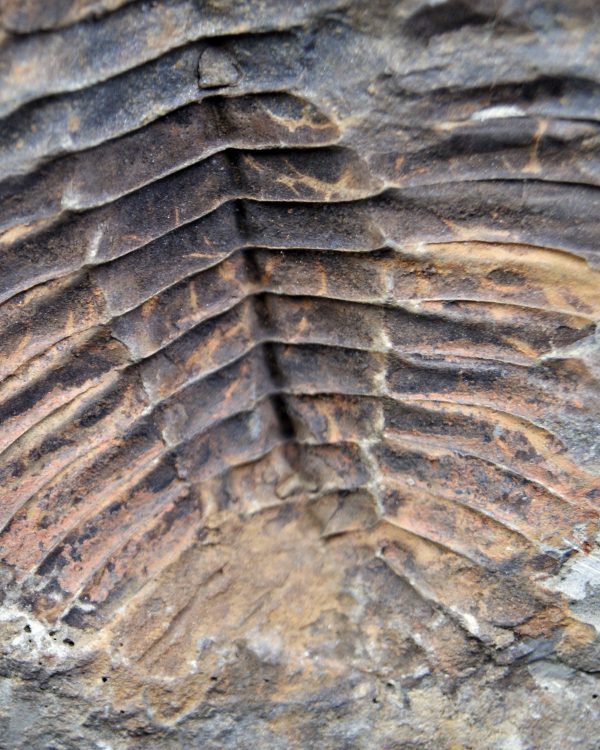 Trilobite Cambropallas telesto