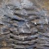 Trilobite Cambropallas telesto