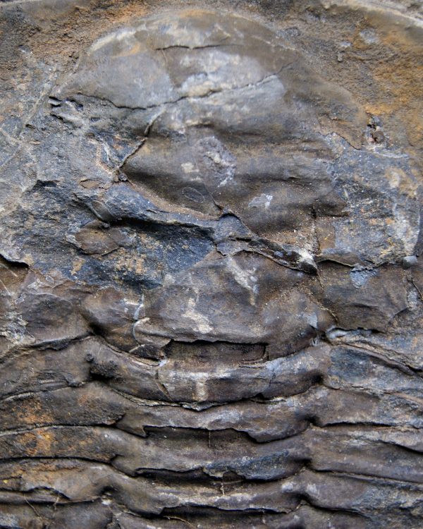 Trilobite Cambropallas telesto