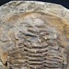 Trilobite Cambropallas telesto
