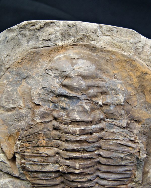 Trilobite Cambropallas telesto