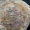 Trilobite Cambropallas telesto