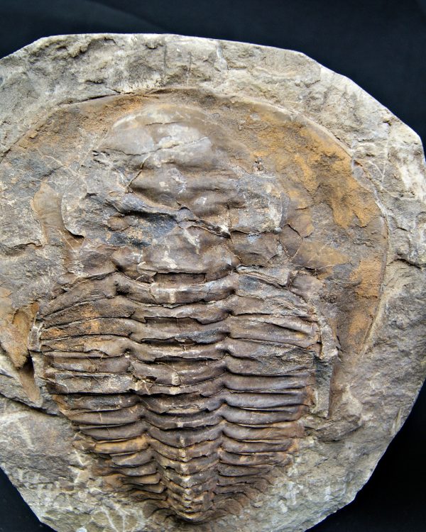 Trilobite Cambropallas telesto