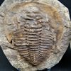 Trilobite Cambropallas telesto