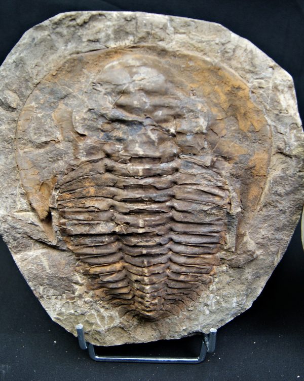 Trilobite Cambropallas telesto