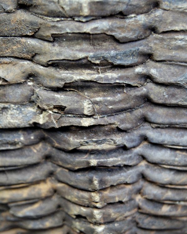 Trilobite Cambropallas telesto