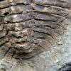 Trilobite Cambropallas telesto