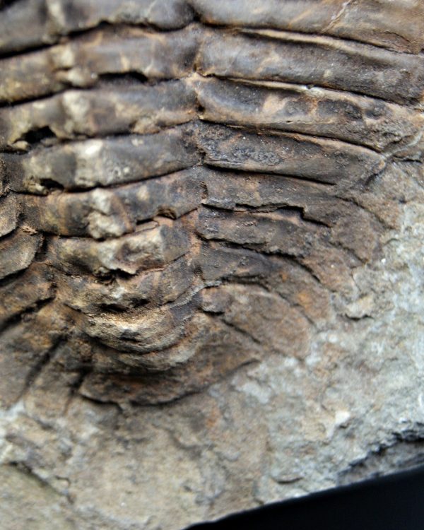 Trilobite Cambropallas telesto