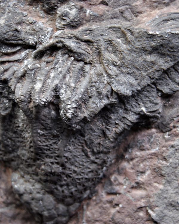 Lirio de mar fósil (Crinoideo)