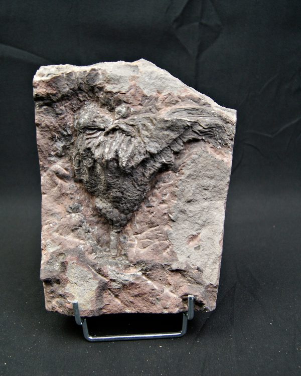 Lirio de mar fósil (Crinoideo)