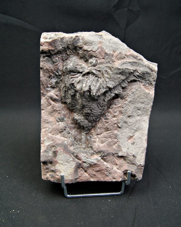 Lirio de mar fósil (Crinoideo)
