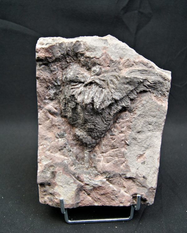 Lirio de mar fósil (Crinoideo)