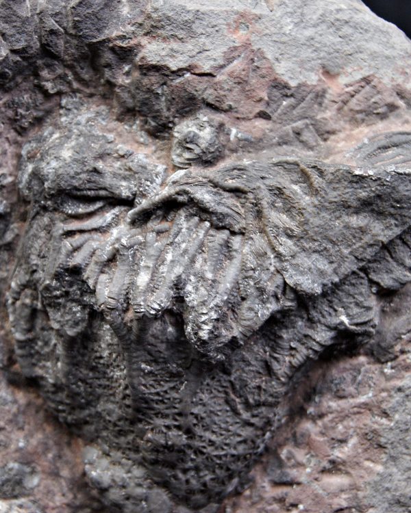 Lirio de mar fósil (Crinoideo)
