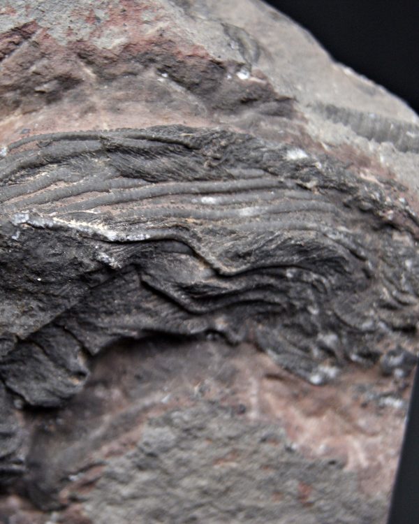 Lirio de mar fósil (Crinoideo)