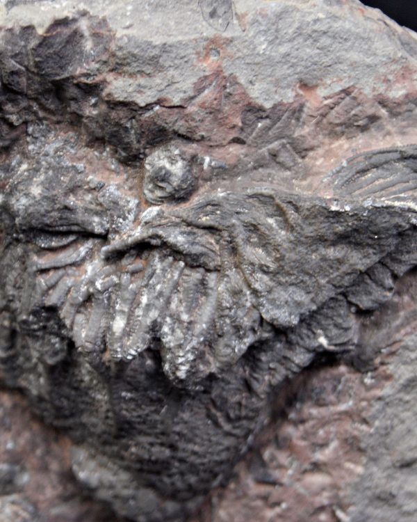 Lirio de mar fósil (Crinoideo)