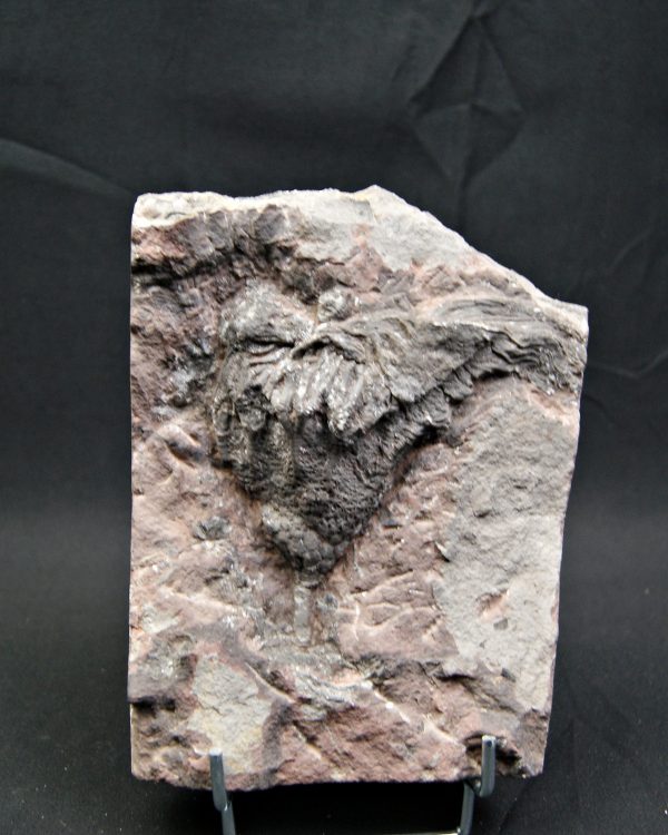Lirio de mar fósil (Crinoideo)