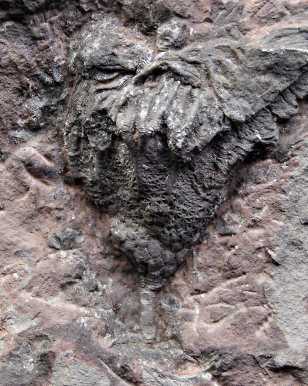 Lirio de mar fósil (Crinoideo)