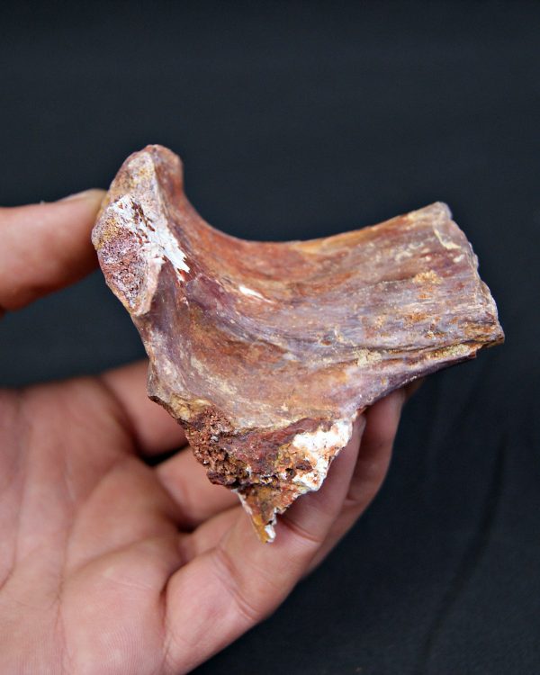 Hueso fósil indeterminado de gran tamaño