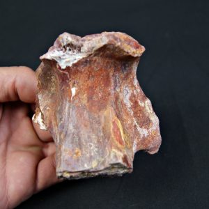 Hueso fósil indeterminado de gran tamaño