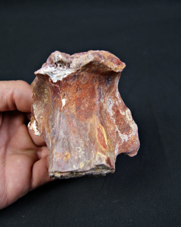 Hueso fósil indeterminado de gran tamaño