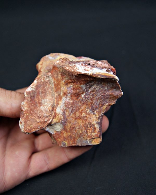 Hueso fósil indeterminado de gran tamaño