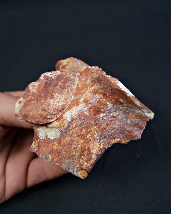 Hueso fósil indeterminado de gran tamaño