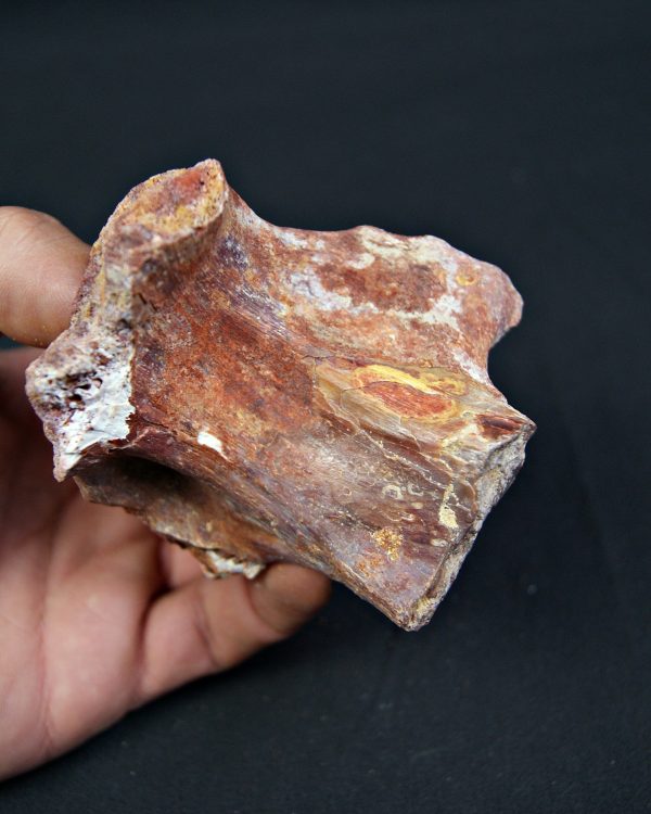 Hueso fósil indeterminado de gran tamaño