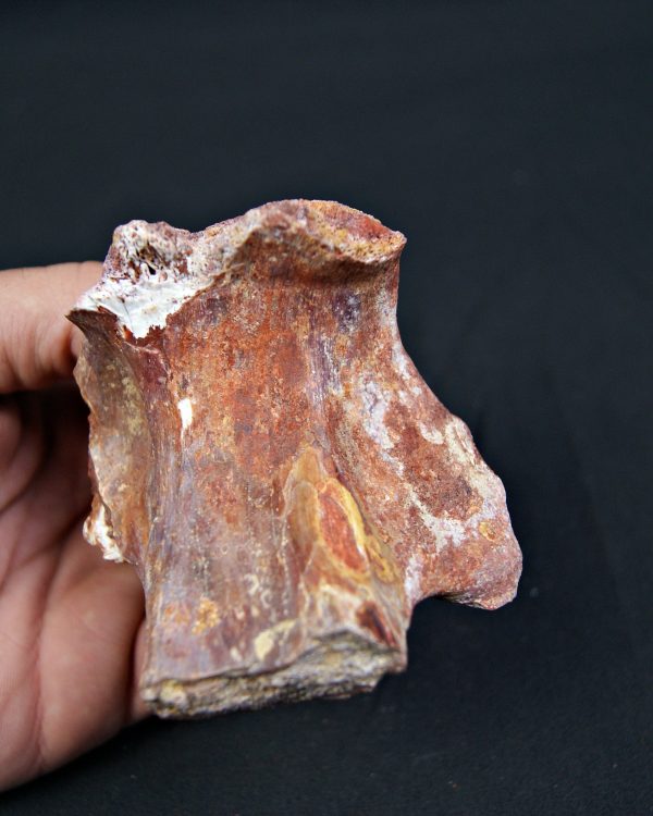 Hueso fósil indeterminado de gran tamaño